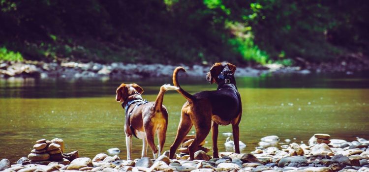 Hos Canem finder du et bredt udvalg af kvalitetsudstyr til både hunde og katte